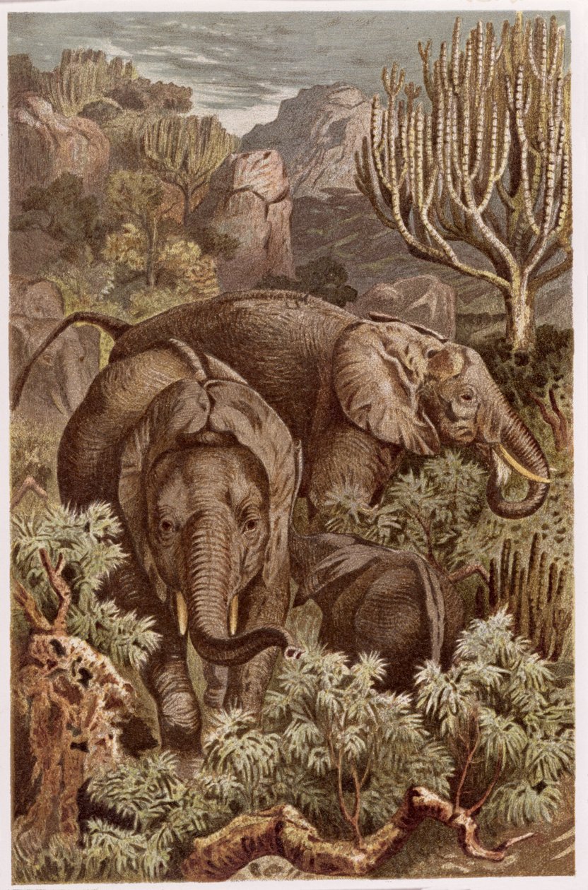 Elefante africano, registro de Brehms Tierleben: Allgemeine Kunde des Tierreichs, volume 3, p. 9, publicado pelo Bibliographisches Institut, 1891 de German School