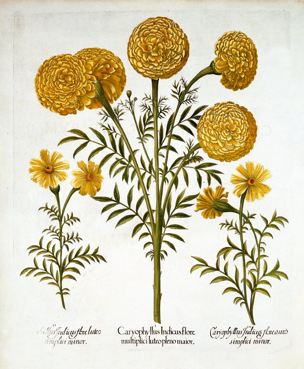 Marigold Africano e Malmequeres Franceses, de Hortus Eystettensis, por Basil Besler (1561-1629), pub. 1613 (gravura colorida à mão) de German School