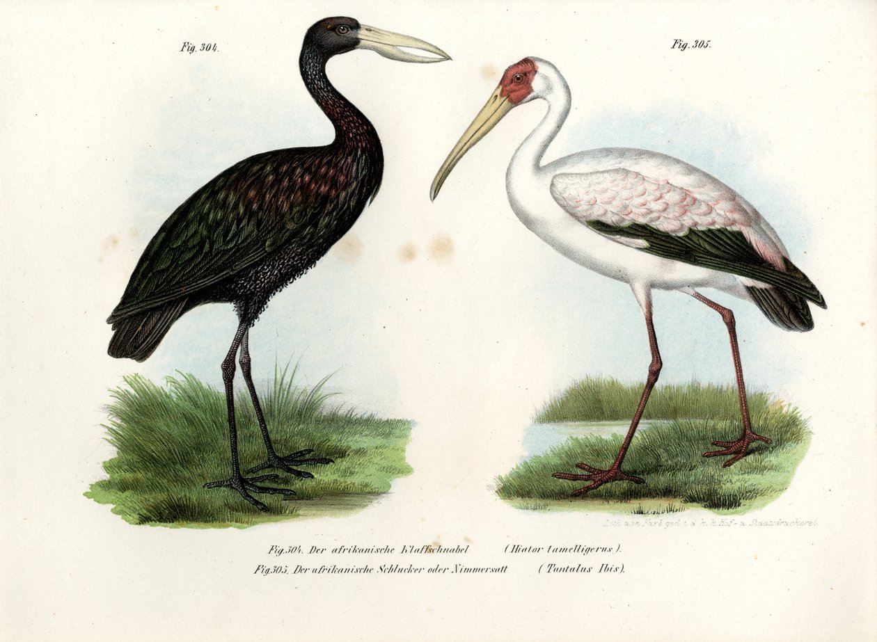 Cegonha de bico aberto africana, 1864 de German School