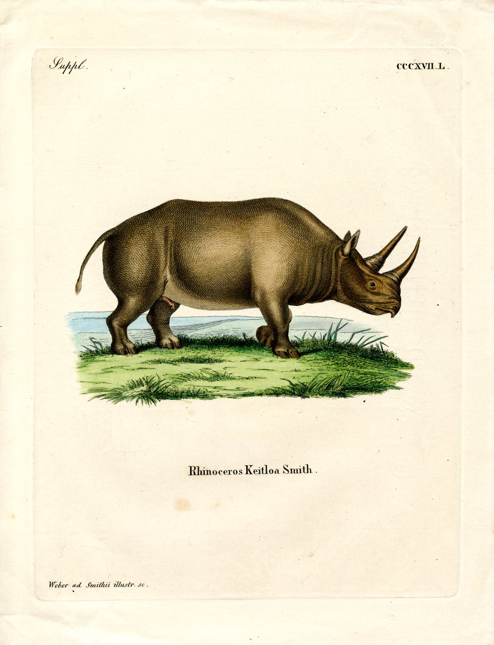 Rinoceronte africano (gravura colorida) de German School