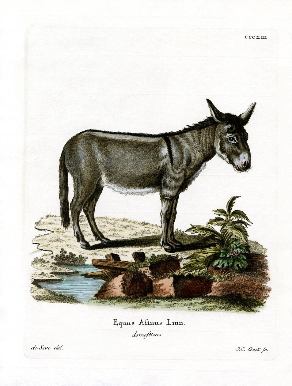 Rabo selvagem africano (gravura colorida) de German School