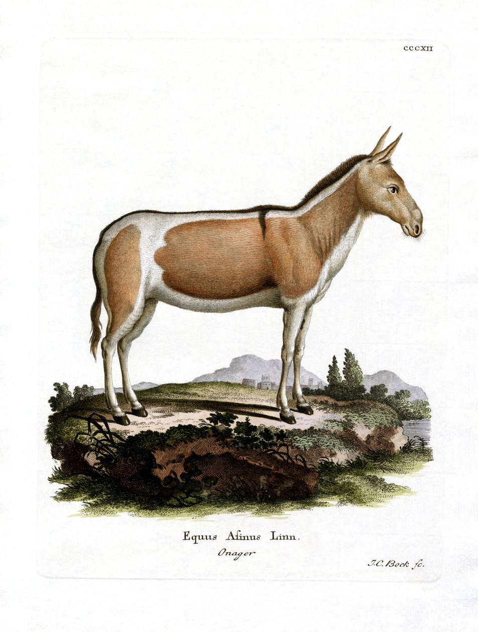 Rabo selvagem africano (gravura colorida) de German School