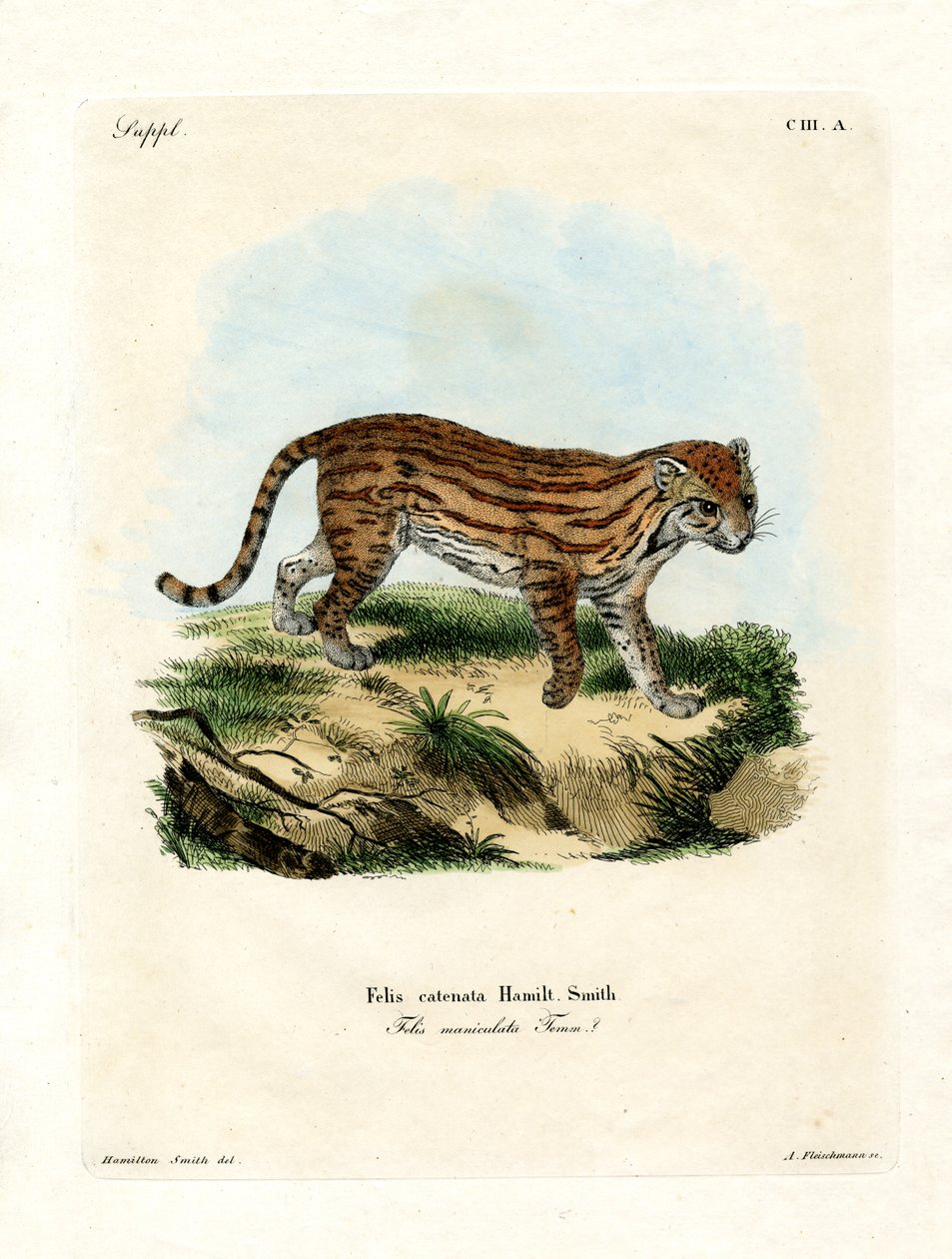 Gato selvagem africano (gravura colorida) de German School