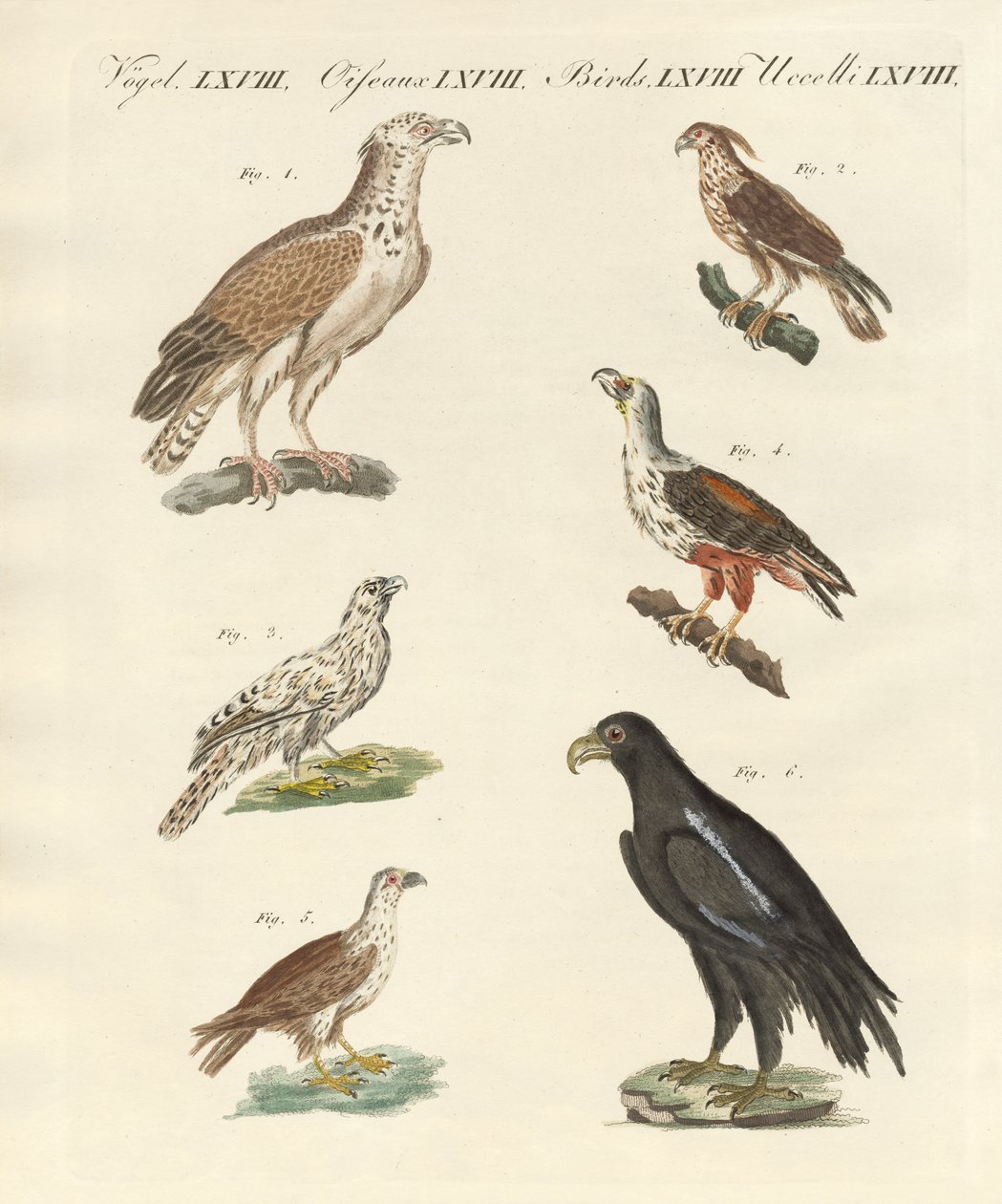 Aves africanas (gravura colorida) de German School