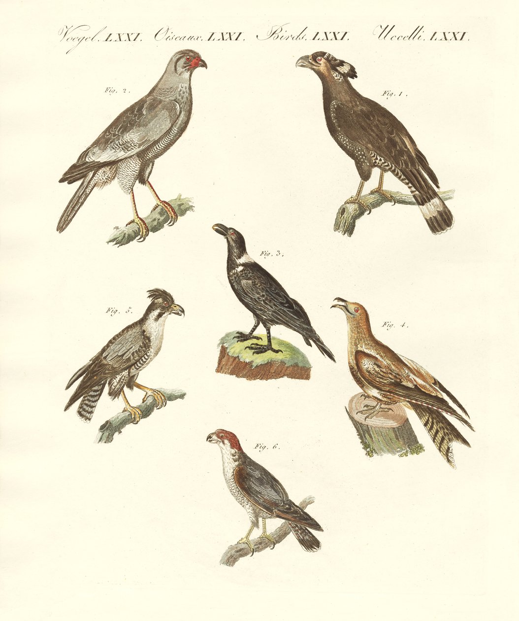 Aves africanas (gravura colorida) de German School