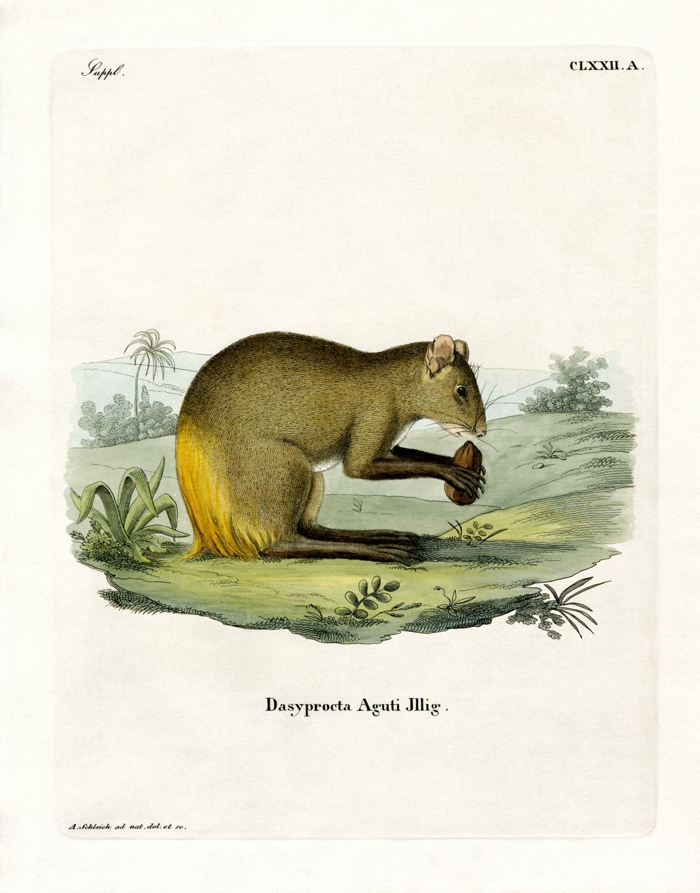 Agouti (gravação a cores) de German School