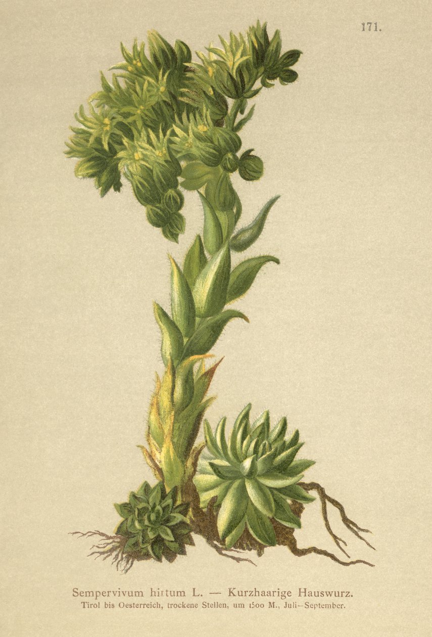 Allionii Houseleek (Sempervivum hirtum, Jovibarba hirta) de German School