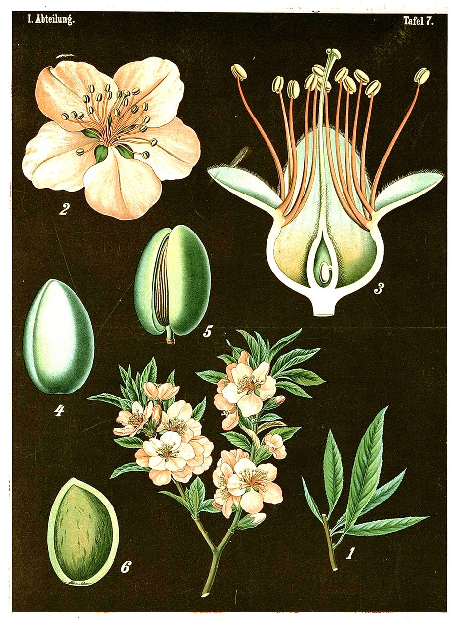 Amêndoa (Prunus Amygdalus) c.1890 (cromolitógrafo) de German School