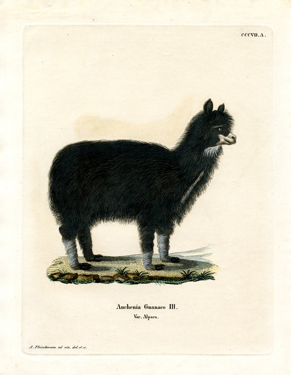 Alpaca (gravação a cores) de German School