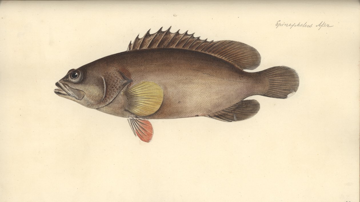 Alphestes afer, antes de 1793 (wc no papel) de German School