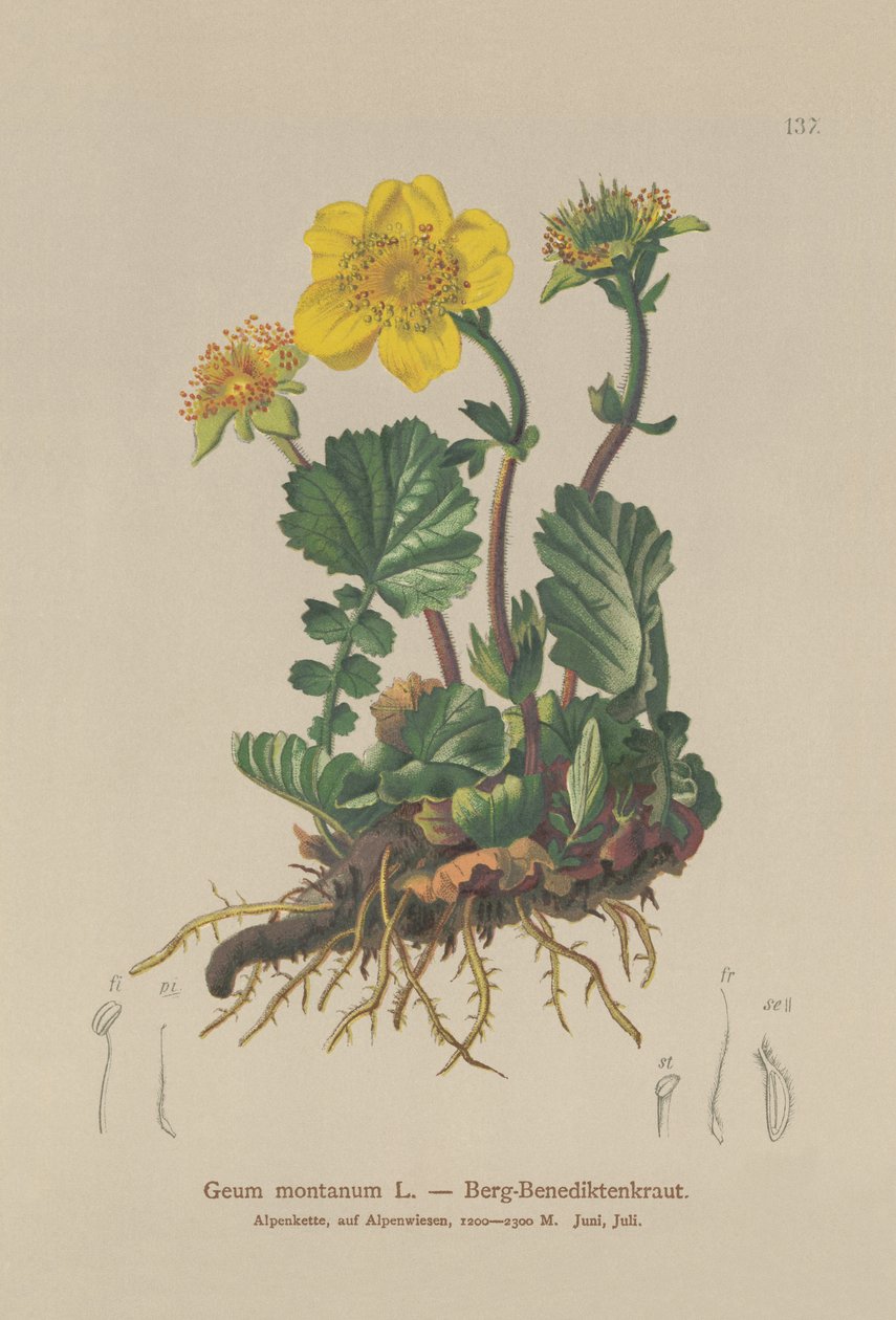 Avens alpinos (Geum montanum) de German School