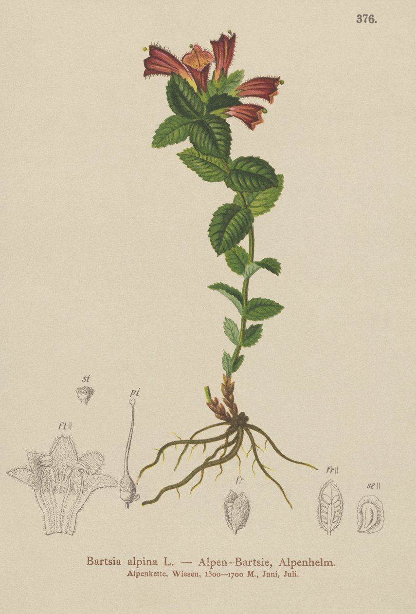 Bartsia alpina (Bartsia alpina) de German School