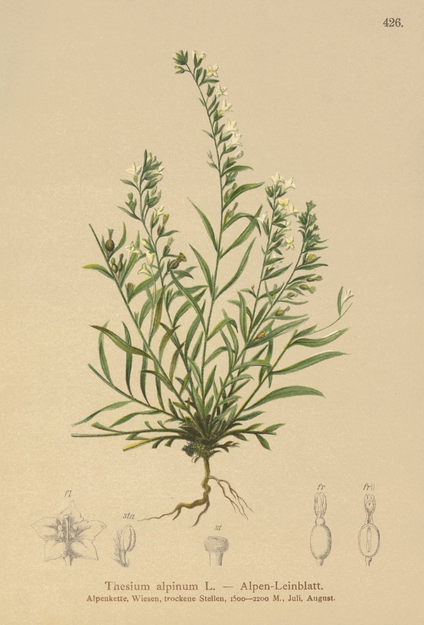 Toadflax Bastardo Alpino (Thesium alpinum) de German School