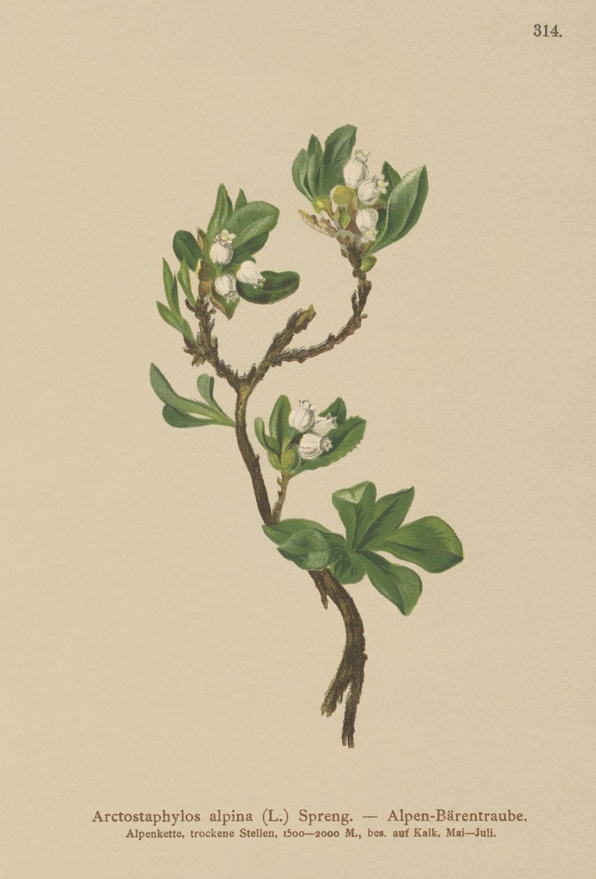 Alpine Bearberry (Arctostaphylos alpina, Arctostaphylos alpinus) de German School