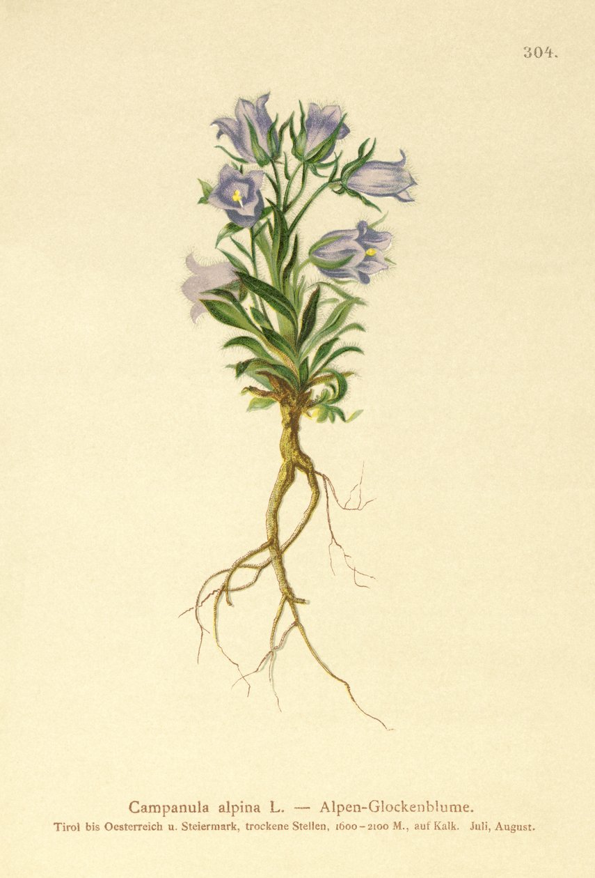 Bellflower alpino (Campanula alpina) de German School