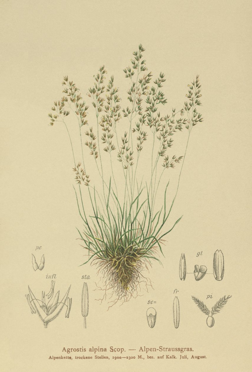 Alpine Bentgrass (Agrostis alpina, Aira flavescens) de German School