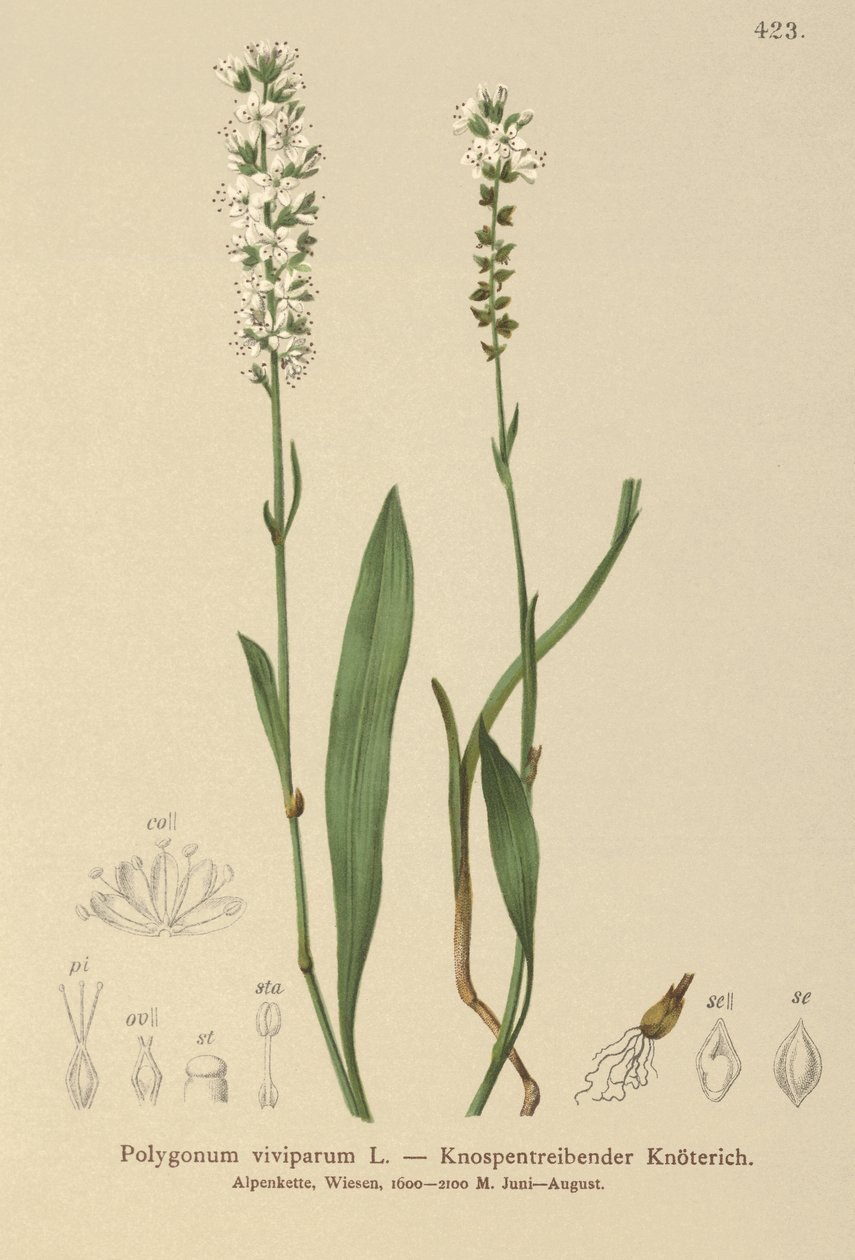 Bistorta Alpina (Bistorta vivipara, Polygonum viviparum, Persicaria vivipara) de German School