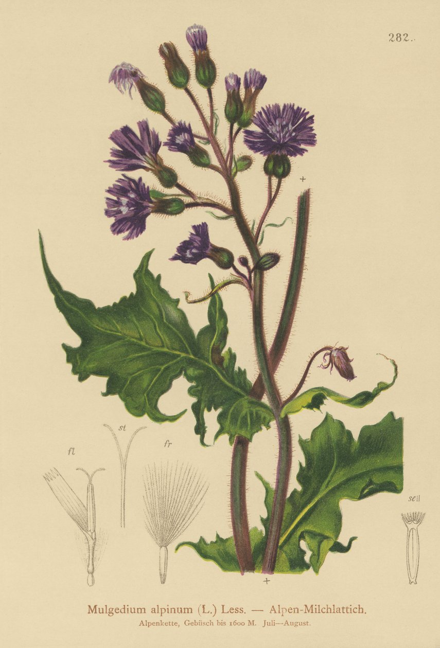 Cardo Alpine Blue Sow (Mulgedium alpinum, Cicerbita alpina) de German School