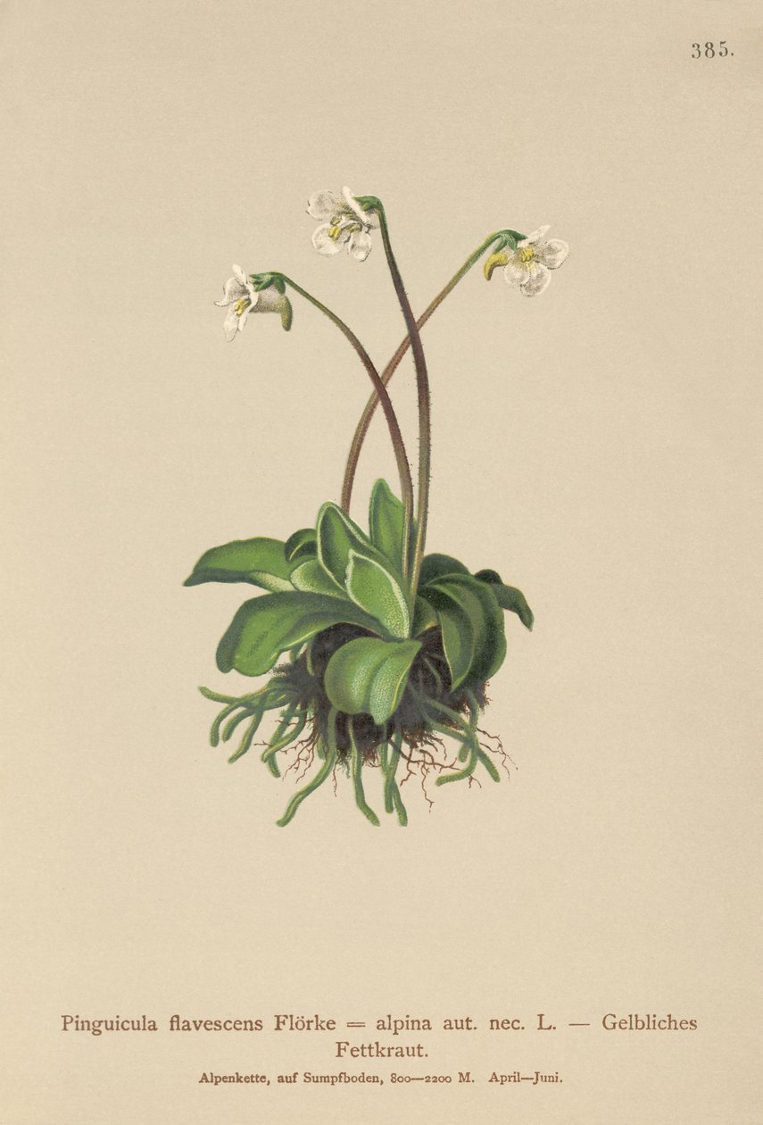 Butterwort alpino (Pinguicula flavescens, Pinguicula alpino) de German School