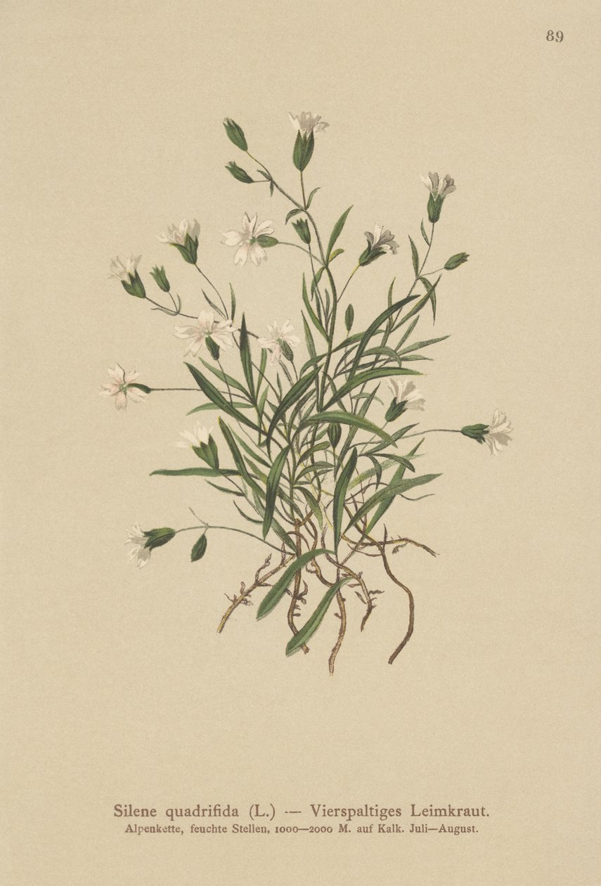 Campion Alpino (Silene quadrifida, Ixoca quadrifida) de German School