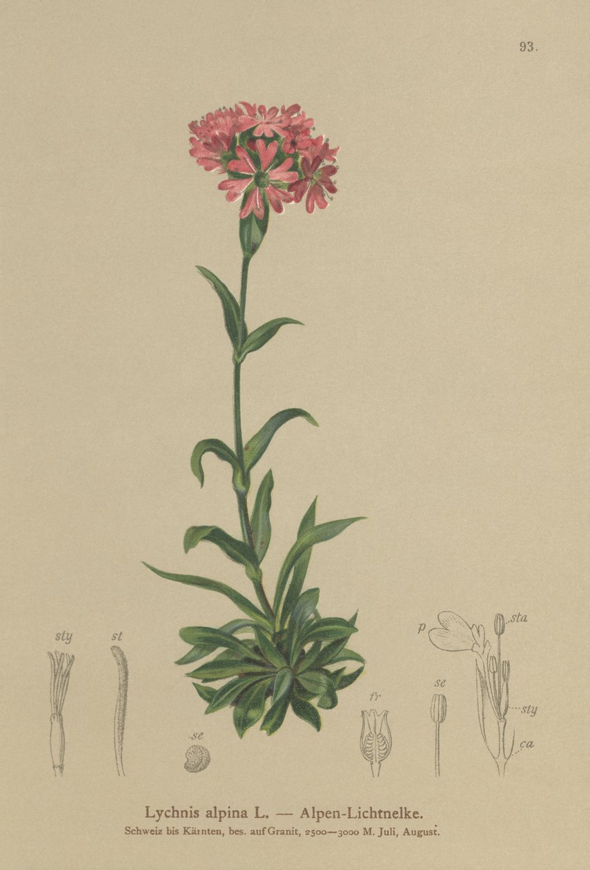 Catchfly alpino (Lychnis alpina, Silene suecica) de German School