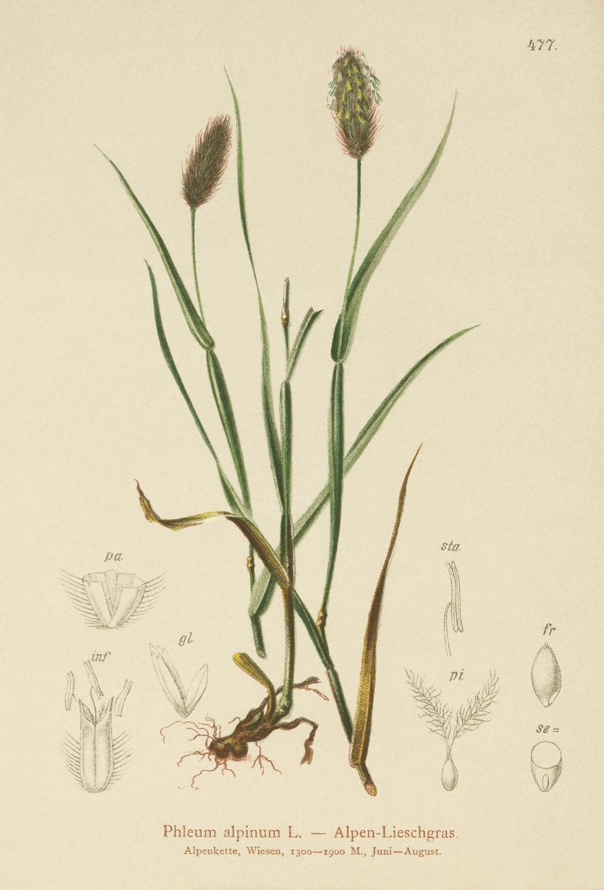 Alpine Cats-tail (Phleum alpinum) de German School