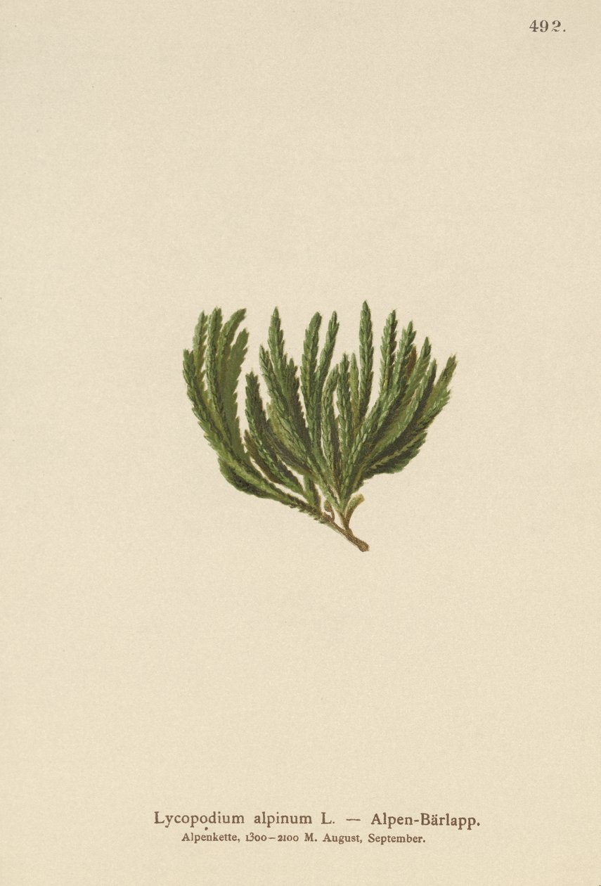 Clubmoss Alpino (Lypopodium alpinum, Diphasiastrum alpinum) de German School