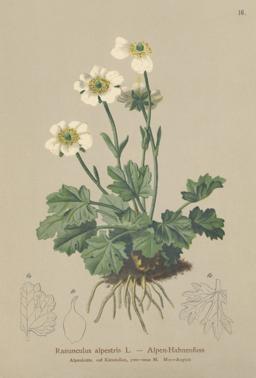 Aranha-dos-alpes (Ranunculus alpestris) de German School