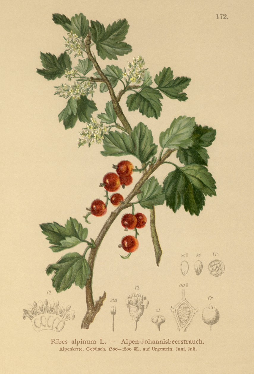 Groselha-dos-Alpes (Ribes alpinum) de German School
