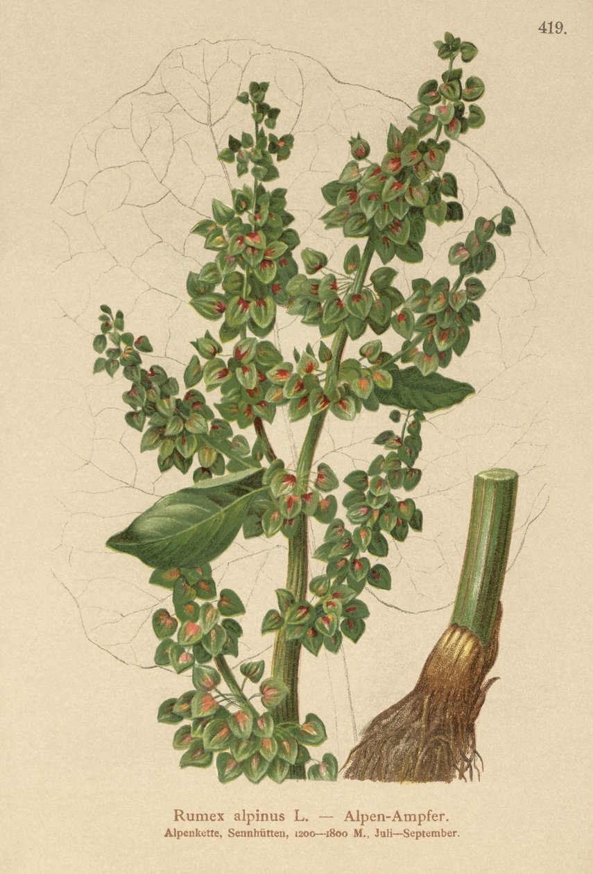 Doca dos Alpes (Rumex alpinus) de German School