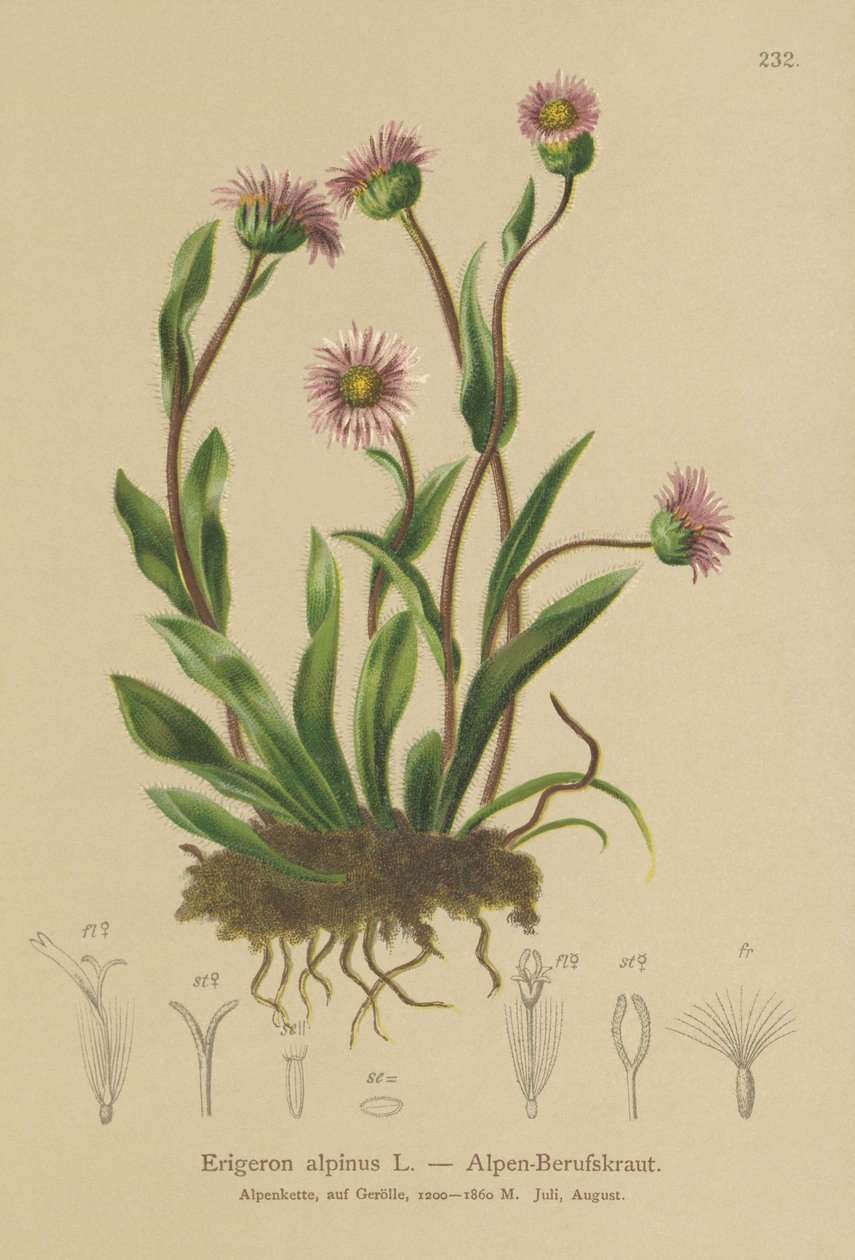 Erigeron alpino (Erigeron alpinus) de German School