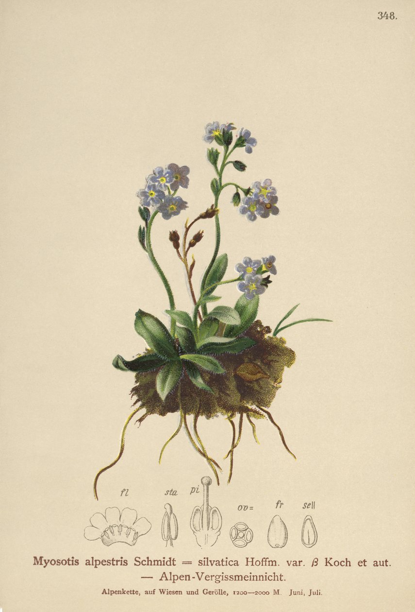 Esquecer-me-não-alpino (Myosotis alpestris, Myosotis silvatica) de German School