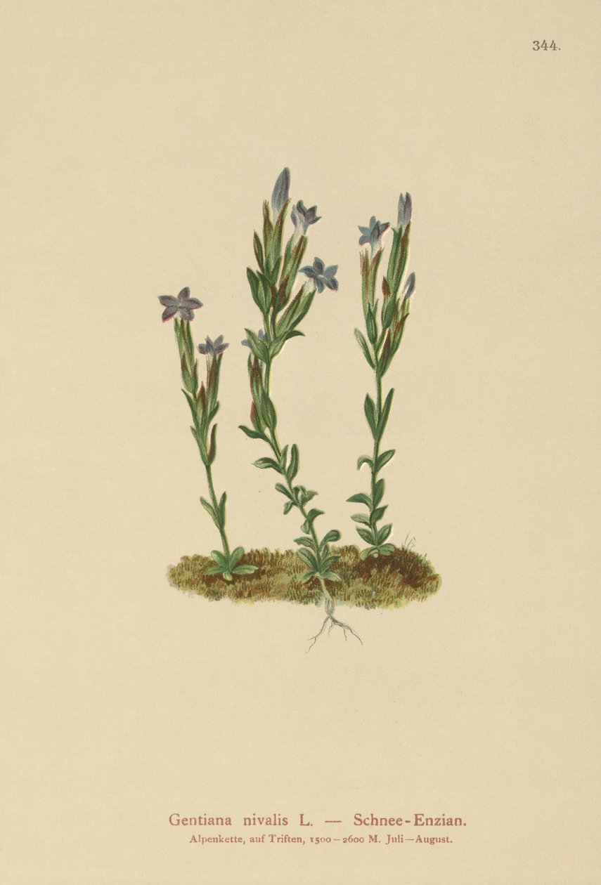 Genciana alpina (Gentiana nivalis) de German School