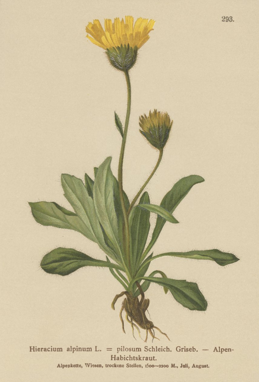 Alpina (Sorghum alpmum Hieracium Alpen Hieracium pilosidade) de German School