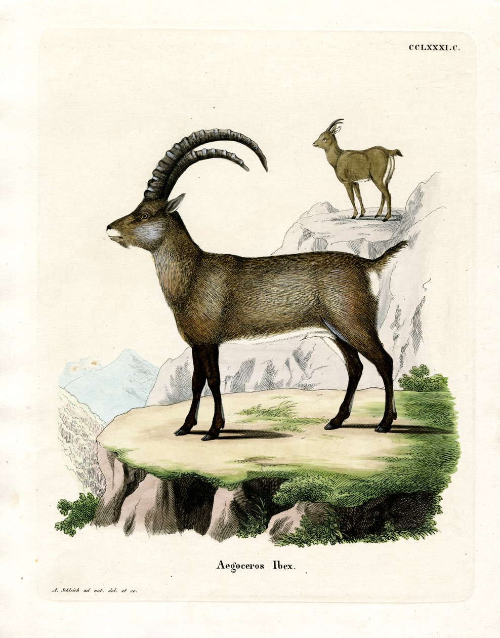 Alpine Ibex (gravura colorida) de German School