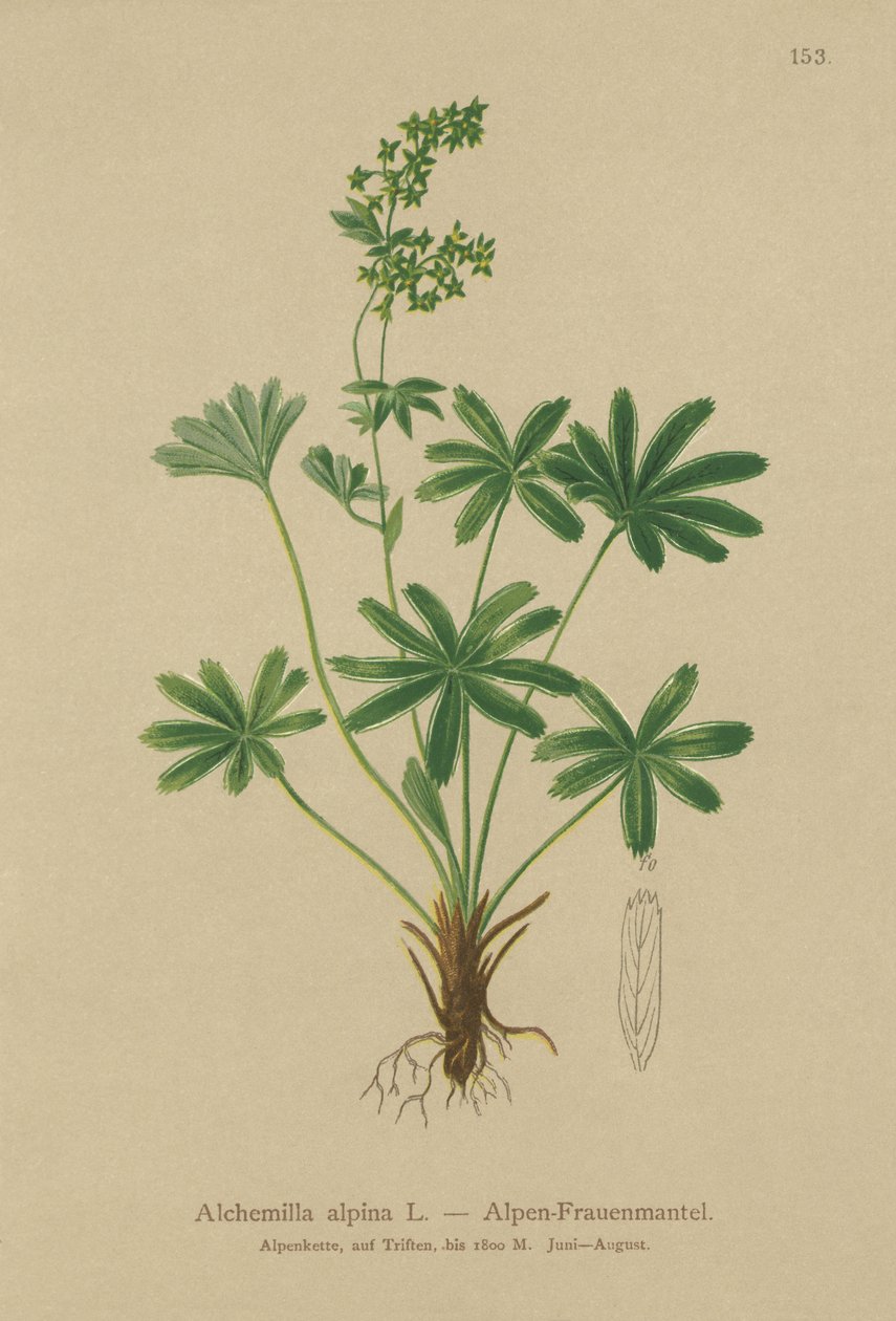 Ladys-manto alpino (Alchemilla alpina) de German School