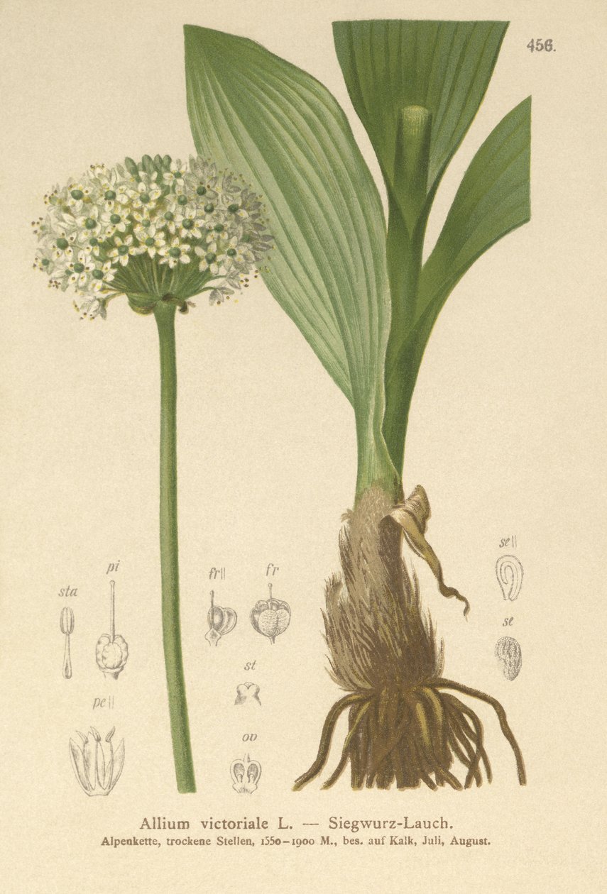 Alpina Alho (Allium, Allium, cebola Victorialis, Geboscon Triphylus, plantagmeum alho, Allium anguinum) de German School