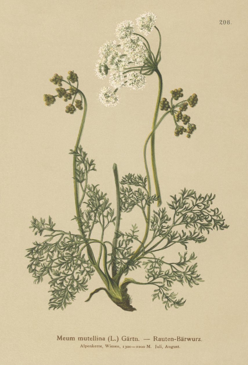 Lovato Alpino (Meum Mutellina, Ligusticum Mutellina) de German School