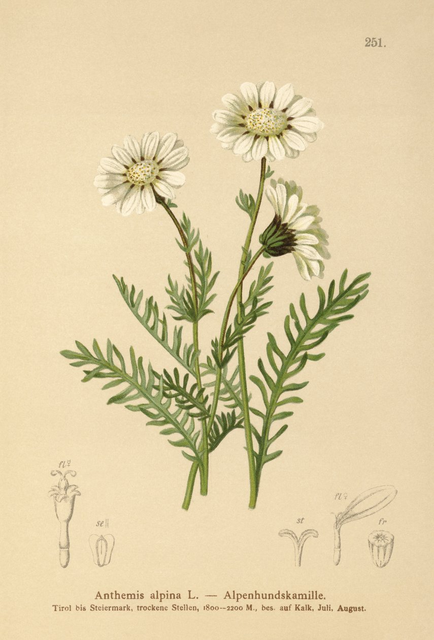 Mayweed alpino (Anthemis alpina, Achillea oxyloba subsp. Schuri) de German School