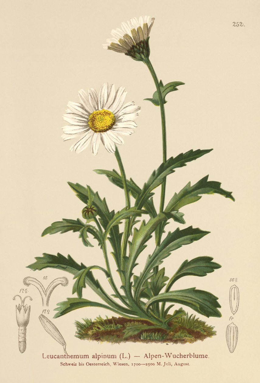 Margarida da Lua Alpina (Leucanthemum alpinum, Leucanthemopsis alpina, Chrysanthemum alpinum, Tanacetum alpinum) de German School