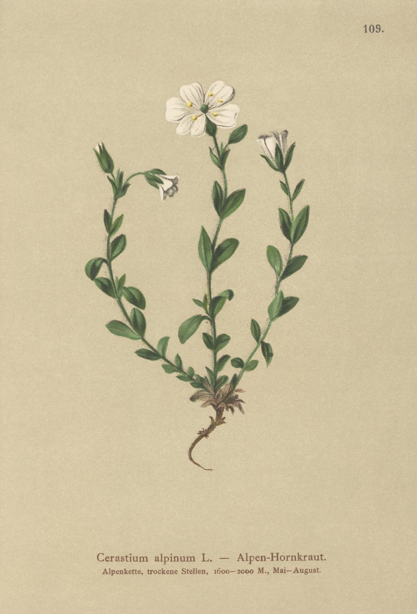 Orelha-de-rato-alpina (Cerastium alpinum) de German School