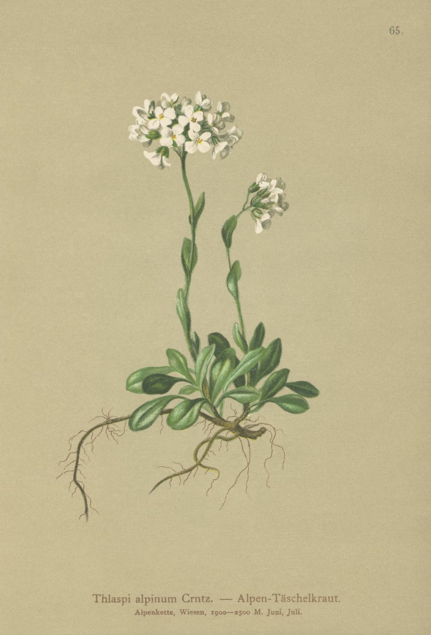 Pennycress alpino (alpinum de Thlaspi, alpestris do noccaea subsp. Alpestris, mínimo de Thlaspi, Noccaea crantzii, kerneri de Thlaspi, alpinum do Thraspi var. Kerneri, Thlaspi alpestre) de German School
