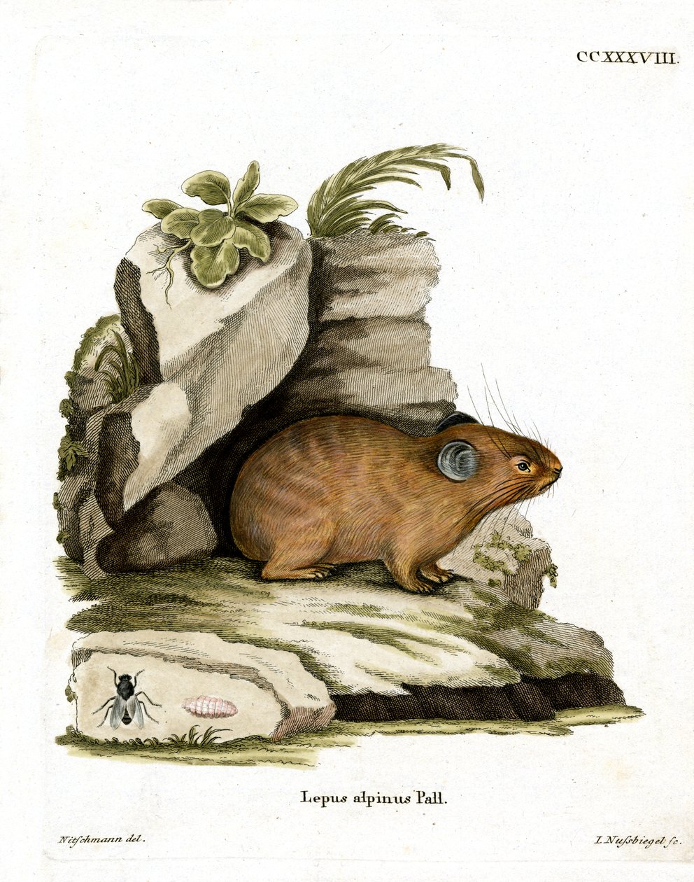 Pika alpino (gravação a cores) de German School