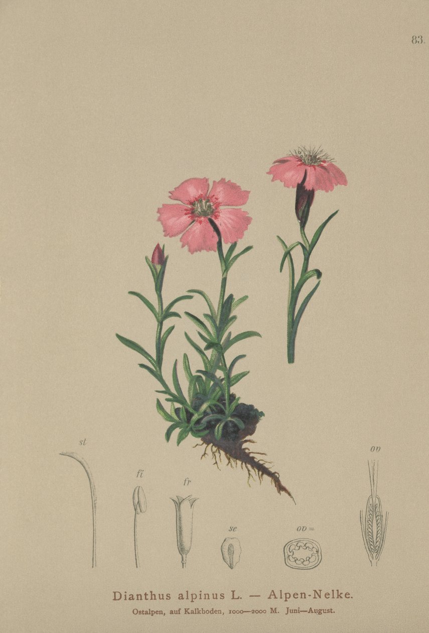 Rosa alpino (alpinus do cravo-da-índia) de German School