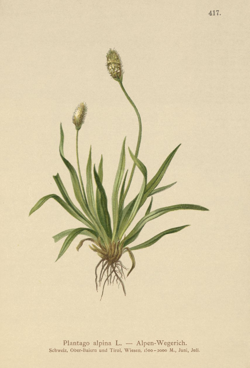 Tanchagem alpina (Plantago alpina) de German School