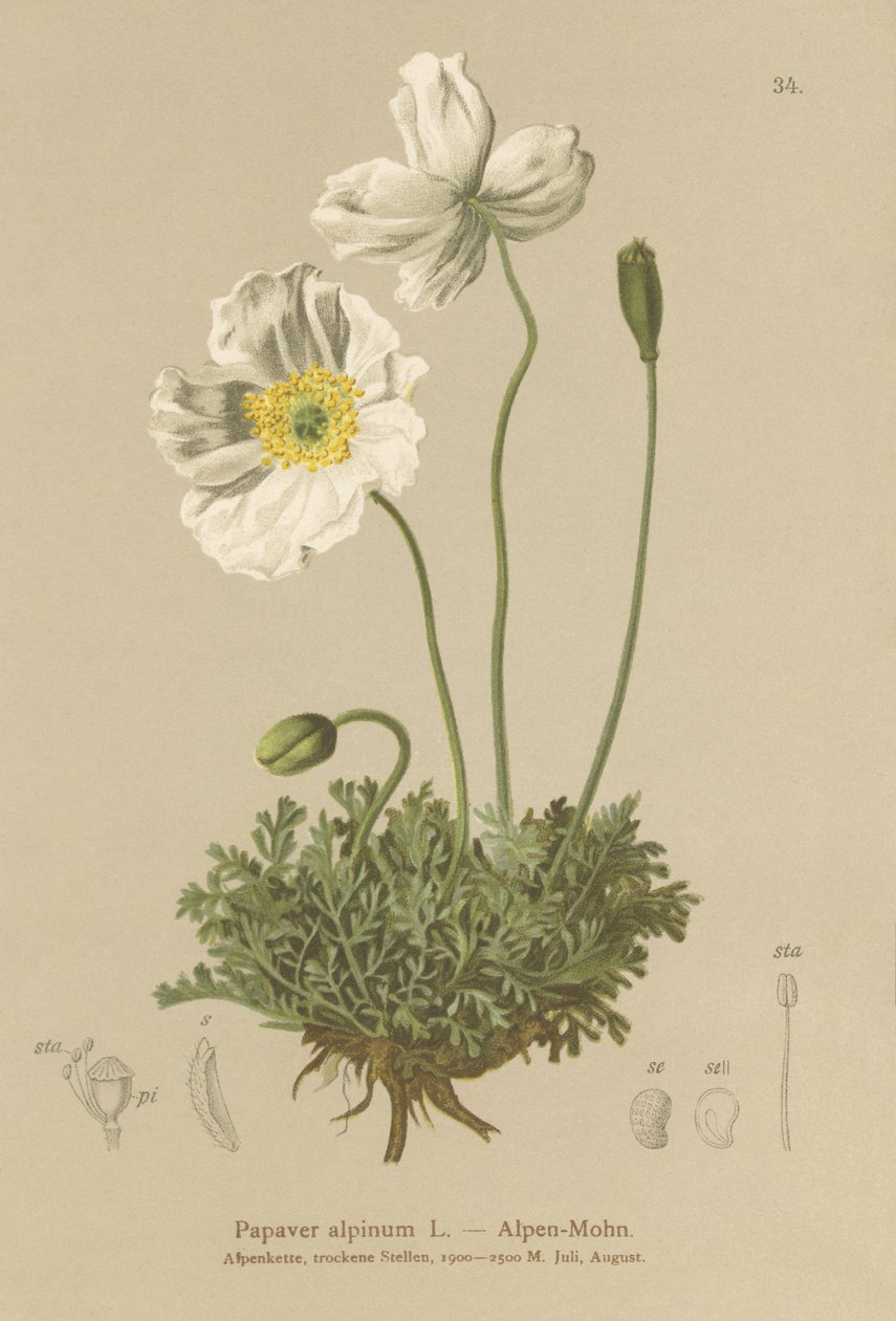 Papoula-dos-Alpes (Papaver alpinum, subsp. Alpinum) de German School