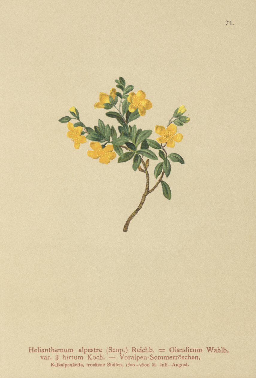 Alpine rock-Rose (Helianthemum alpestre, Helianthemum Olandicum ssp. Hirtum, Helianthemum montanhosa) de German School