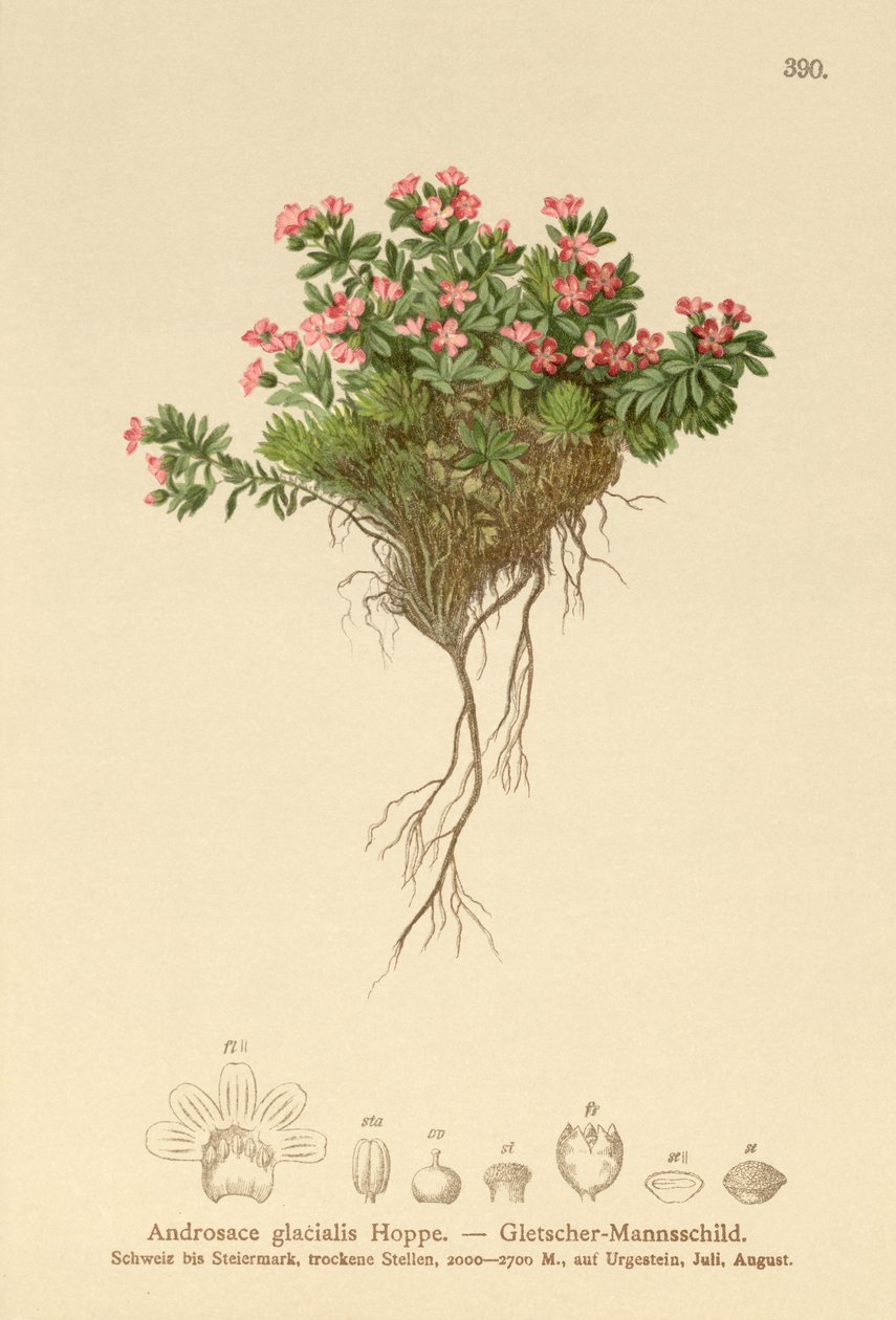 Jasmine de rocha alpina (Androsace glacialis, Androsace alpina) de German School