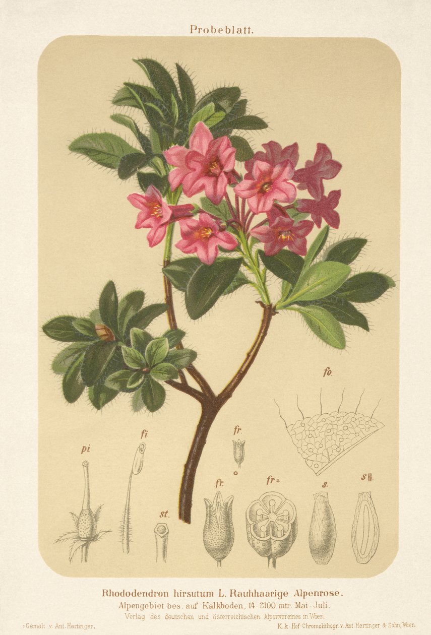 Rosa alpina (Rhododendron hirsutum) de German School