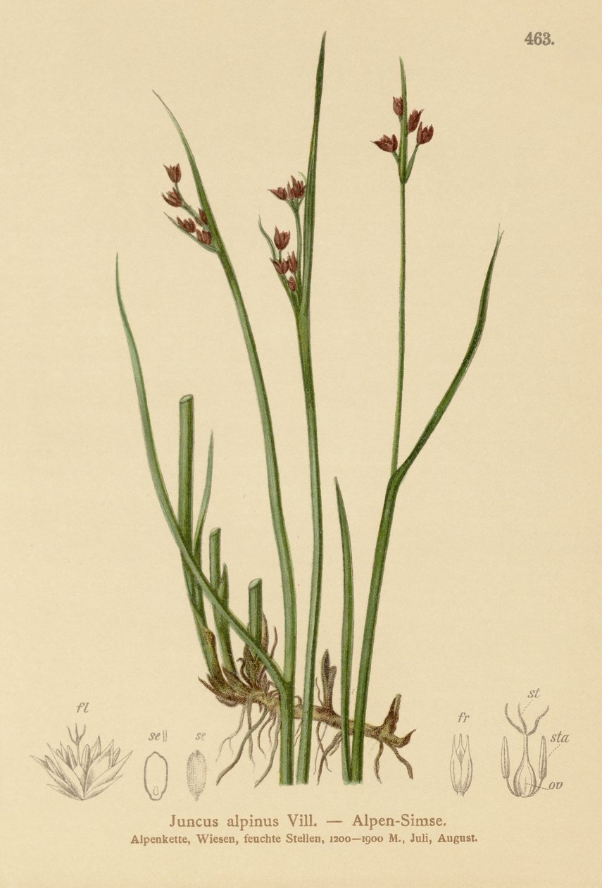 Corrida Alpina (Juncus alpinus, Juncus alpinoarticulatus) de German School